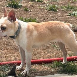 Indie - Seal and white female Boston Terrier puppy in Yakima, Washington from Barnett’s AKC Boston Terriers