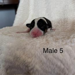 Male 5 - Black and tan male Pembroke Welsh Corgi puppy in La Porte City, Iowa from Cedar River Corgis