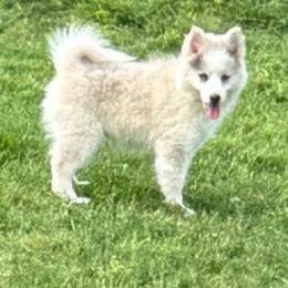 Cadbury - Merle female Pomsky puppy in Gunter, Texas from The Painted Pomsky