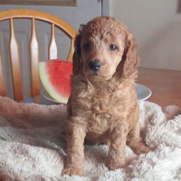 Hannah Harper Majestic Embrace Medium Import Line - Apricot female Poodle puppy in Licking, Missouri from Majestic Embrace Poodles