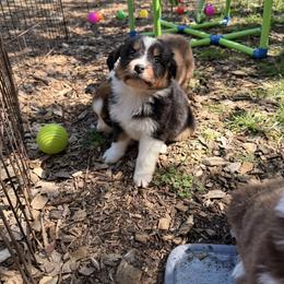 Hopper - Black tri-color male Australian Shepherd puppy in Placerville, California from BFF Aussies