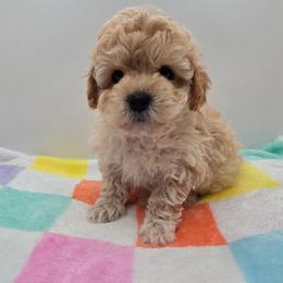 Jasper - Cream male Poodle puppy in Kannapolis, North Carolina from Carolina Great Danes & Toy Poodles