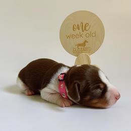 Dachshund Puppies from Truehearted Miniature Dachshunds
