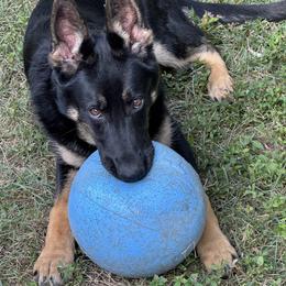 German Shepherd Puppies from Haus-Farr German Shepherds