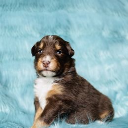 Australian Shepherd Puppies from Burdock Hill Australian Shepards