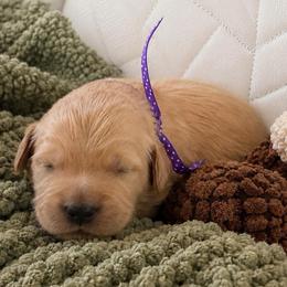 2nd pick girl - Golden female Golden Retriever puppy in Fresno, California from Warwick’s Central California Goldens