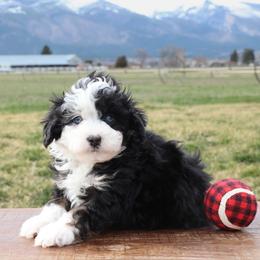 Rally - Black tri-color male Aussiedoodle puppy in Hamilton, Montana from North Lake Aussies