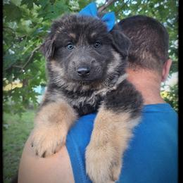 Yogurt - Blue female German Shepherd puppy in Fort Jennings, Ohio from Von Holtzapple German shepherds