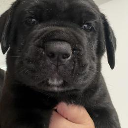 Cane Corso Puppies from CANE CORSO DI DROGHEDA