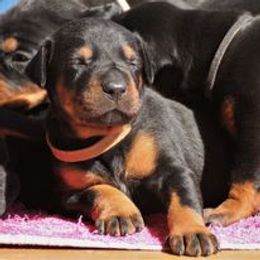 Doberman Pinscher Puppies from Schloss Velburg Dobermanns