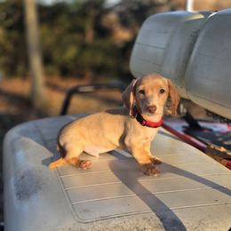 AKC Meet Pumpkin :) - Cream male Dachshund puppy in Centerville, Iowa from Barnyard Dachshunds, Dals & Doodles