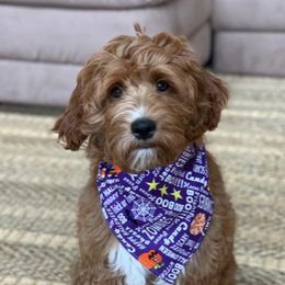 Goldendoodles from Simply Sweet Doodles