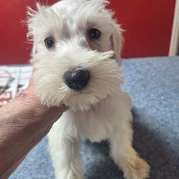 Petra - White female Miniature Schnauzer puppy in Warrenville, South Carolina from All Paws Pet Resort