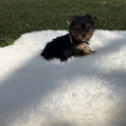 Sara - Black and gold female Yorkshire Terrier puppy in Naples, Florida from Puppies Forever 💙❤️🐶