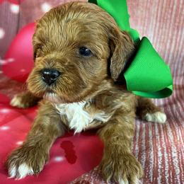 Dark Green Collar - male Cavapoochon puppy in Waterford, California from Windy Hill Doodles