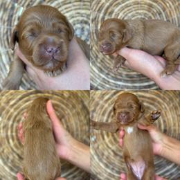 Lizzy - Apricot female Cavapoo puppy in Yuciapa, California from AlltheDoodlez_