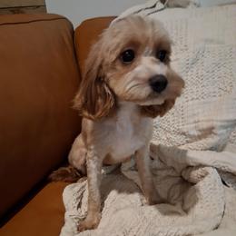 Penny - Cavapoo