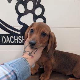 Arthur - Red male Dachshund puppy in Barnard, Missouri from KB Doxies