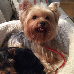 Dreamer - Yorkshire Terrier