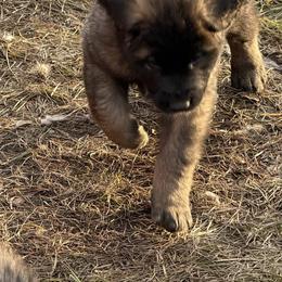 Mr. Dark Green - Reddish brown male Leonberger puppy in Pensacola, Florida from Forgold Kennels