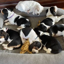 Basset Hound Puppies from Hounds of Fredville