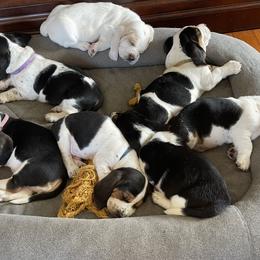 Basset Hound Puppies from Hounds of Fredville