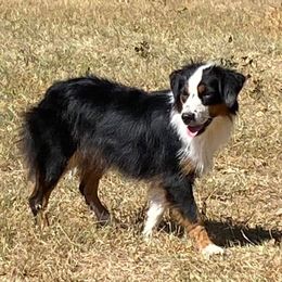Whitney - Miniature Australian Shepherd
