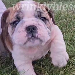 Mark - Red brindle and white Bulldog puppy in Granville, Iowa from Wrinkly Blessings English Bulldogs