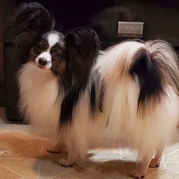 Colt - Papillon