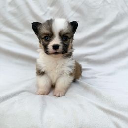 Tiny Tina Female Fluff 2000 - Sable female Pembroke Welsh Corgi puppy in Okeechobee, Florida from Cowtown Corgis & Border Collies