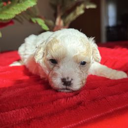 Mary - Parti female Maltipoo puppy in Wendell, North Carolina from Teddys Teddy Bears
