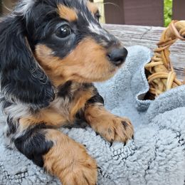 Brando - Dapple male Dachshund puppy in Mountain Grove, Missouri from Callaway Country Dachshunds