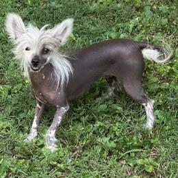 Jade - Chinese Crested