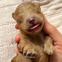 Charlie - Red  male Poodle puppy in Bremerton, Washington from Lincoln Luxe Poodles