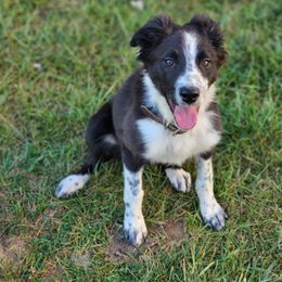 Girl 4 - Border Collie puppy in Arcanum, Ohio from Machine Made Stock Dogs
