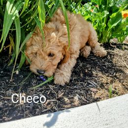 Goldendoodle Puppies from Brulee Doodles