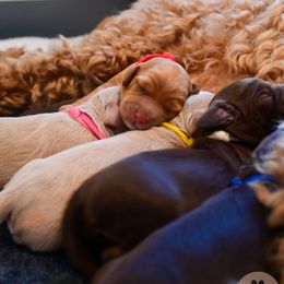 Australian Labradoodle Puppies from Foothills Doodles