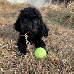 Tiger - Shihpoo