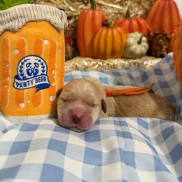 Brat - Golden male Golden Retriever puppy in Duncan, South Carolina from Glimmer Goldens