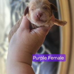 Purple Female - Red female Cockapoo puppy in Mocksville, North Carolina from Hunting Creek Farm & Kennel