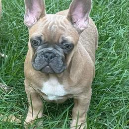 Bluey from OFA'd Parents - Fawn male French Bulldog puppy in Billings, Montana from Yellowstone Frenchies
