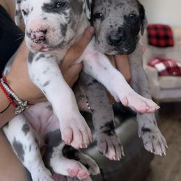 Great Dane and Yorkshire Terrier Puppies from Graham’s Danes