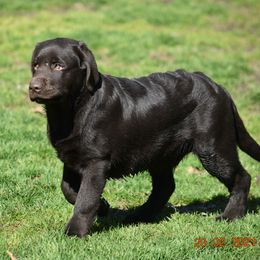 French Bulldog and Labrador Retriever Puppies from Gainesfield Labradors