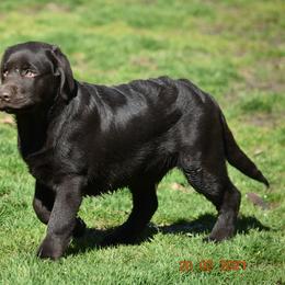 French Bulldog and Labrador Retriever Puppies from Gainesfield Labradors