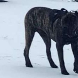 Mjölnir - Cane Corso