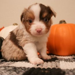 "Padamè" Miniature Australian Shepherd and Toy Australian Shepherd Puppies from Brigs Aussies
