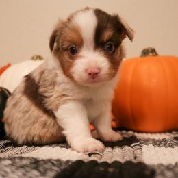 "Padamè" Miniature Australian Shepherd and Toy Australian Shepherd Puppies from Brigs Aussies