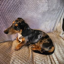 Whiskey - Dachshund