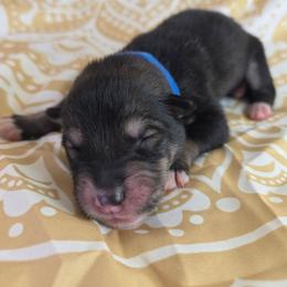 Blue - Agouti and white male Alaskan Malamute puppy in Independence, Virginia from New River Valley Malamutes