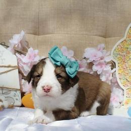Luna - White and gold female Bordoodle puppy in Ashland, Ohio from Cherry Blossom Doodles